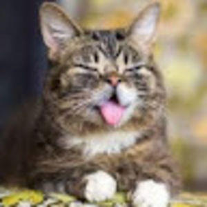 Meet your Posher, Wolf_